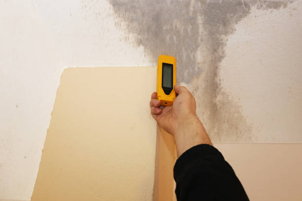 Best Commercial Mold Inspection  in Seven Mile, AZ