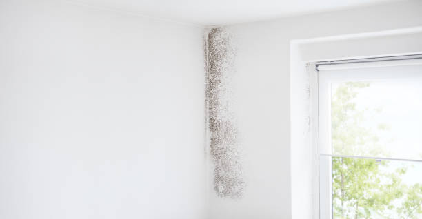 Best Comprehensive Air Testing for Mold Contaminants  in Seven Mile, AZ