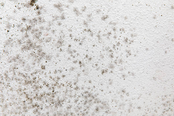 Best Asbestos and Lead Testing During Mold Inspection  in Seven Mile, AZ