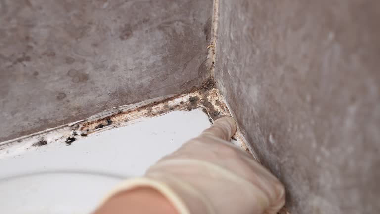 Best Mold Documentation for Insurance Claims  in Seven Mile, AZ
