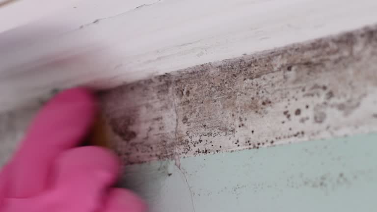 Best Basement Mold Removal  in Seven Mile, AZ